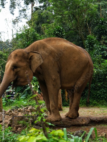 Asian Elephant in Zoo Habitat Surrounded by Lush Greenery, Captive Wildlife in Naturalistic Enclosure, Conservation and Education Concept