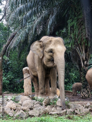 Asian Elephant in Zoo Habitat Surrounded by Lush Greenery, Captive Wildlife in Naturalistic Enclosure, Conservation and Education Concept