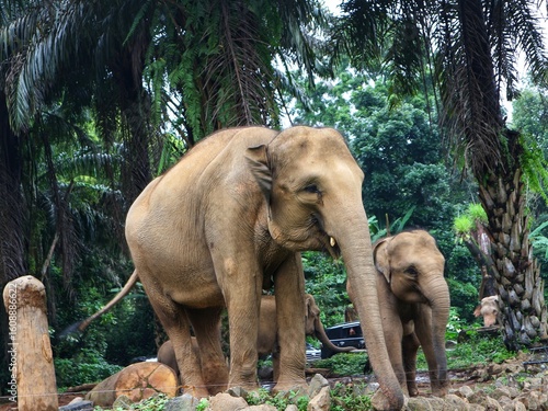 Asian Elephant in Zoo Habitat Surrounded by Lush Greenery, Captive Wildlife in Naturalistic Enclosure, Conservation and Education Concept