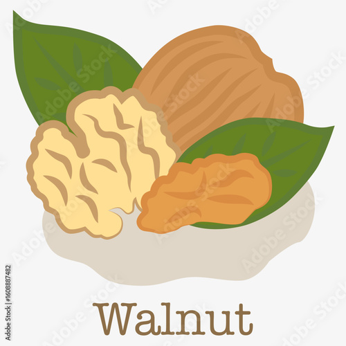 Walnut. Infographics about healthy eating, educational materials on botany or agriculture.