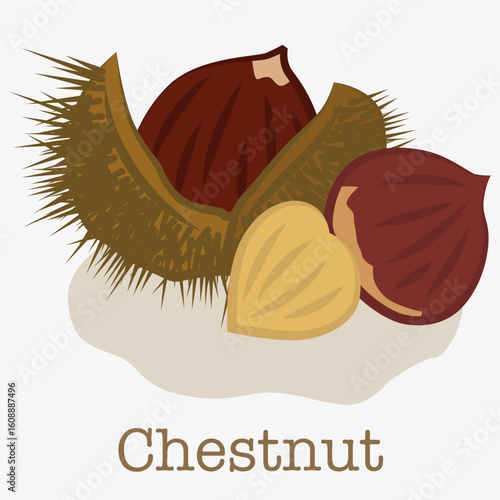 Chestnut. The image is suitable for seasonal projects, infographics about forest fruits or natural nutrition.