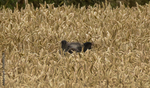 sanglier dans les blés