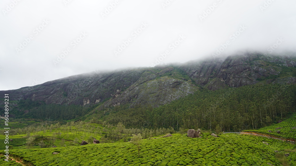 Fototapeta premium Mist-Covered Mountain Overlooking Lush Tea Plantations and Forest