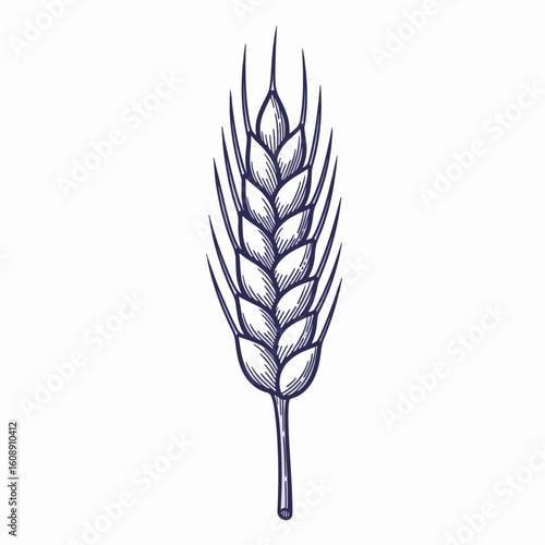 Grain ear isolated on white in detailed sketch style illustration. Grain ear is presented in shades of blue, with a simple drawing style of wheat, barley, or rye.