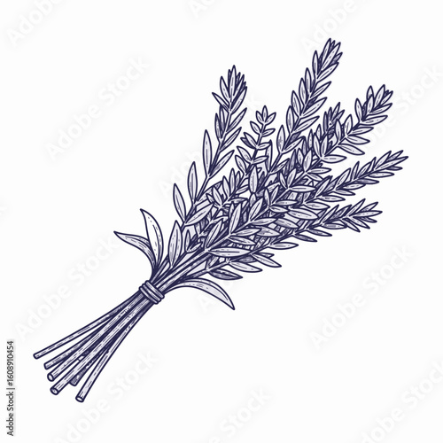 Artistic bunch of lavender illustration, floral design with aroma. Hand drawn lavender illustration is perfect for wedding invitations, cards, or social media templates.