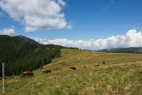 Cattle grazing on mountain meadow with forested peaks and dramatic blue sky with white clouds
