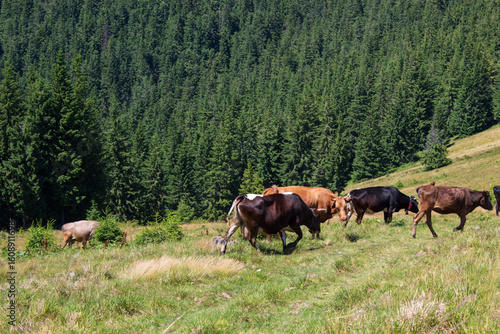 Cows grazing together on mountain meadow with dense evergreen forest background