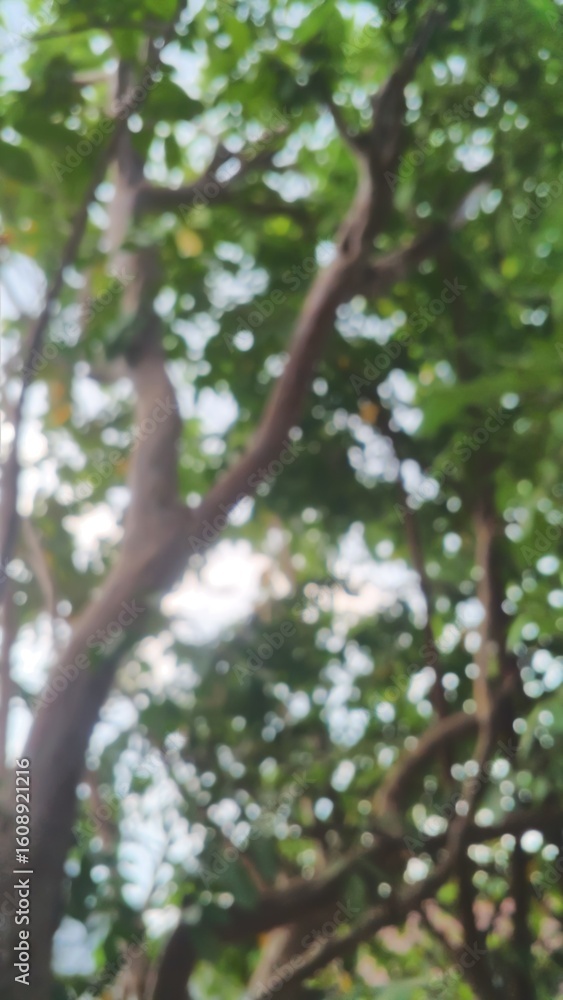 Fototapeta premium Blurred background, bokeh, from a guava tree with thick leaves in the yard, photo from below