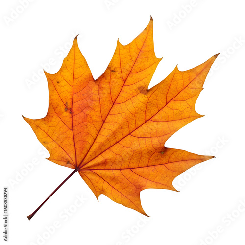 Single autumn leaf with warm colors and crisp texture, isolated on white/transparent —perfect for elegant seasonal poster and product designs.
