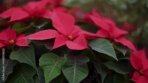 Vibrant Poinsettia Blossoms