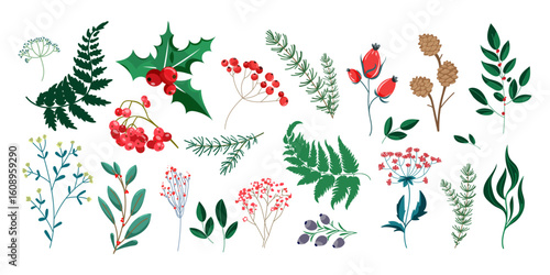 Winter botanical elements set including holly berries fern leaves pine branches and seasonal plants perfect for holiday cards invitations packaging crafts and Christmas design .Vector illustration