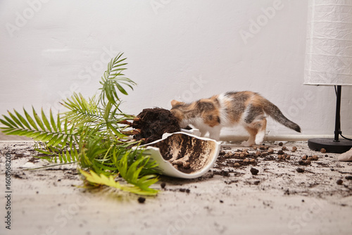 Canvas Print Playful calico cat exploring overturned flower pot with soil and plants scattere