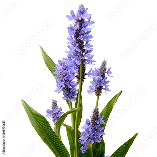 Elegant pickerelweed blooms against a striking black backdrop showcasing floral beauty