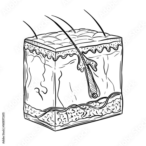 Skin structure handdrawn illustration⁠
