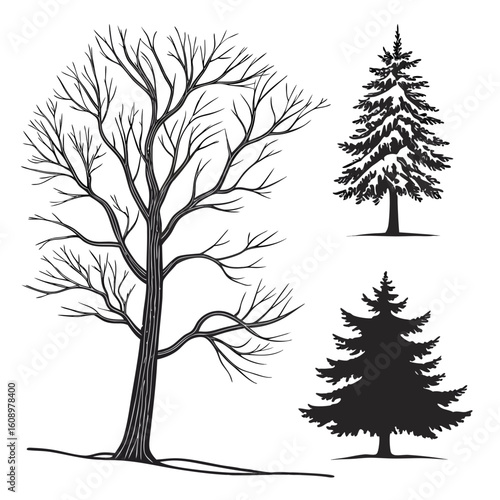 Bare deciduous tree and pine tree silhouettes bare tree evergreen