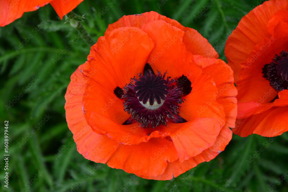Obraz premium Close-up of a vibrant red poppy flower with a dark center, captured in natural light