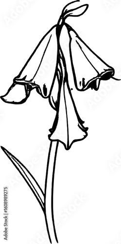 Delicate Campanula Flower Line Art Depicting the Floral Beauty on White Background