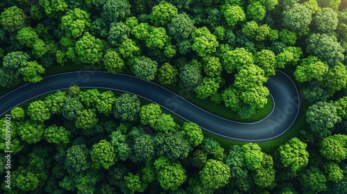 Winding road through a lush forest. High-angle view