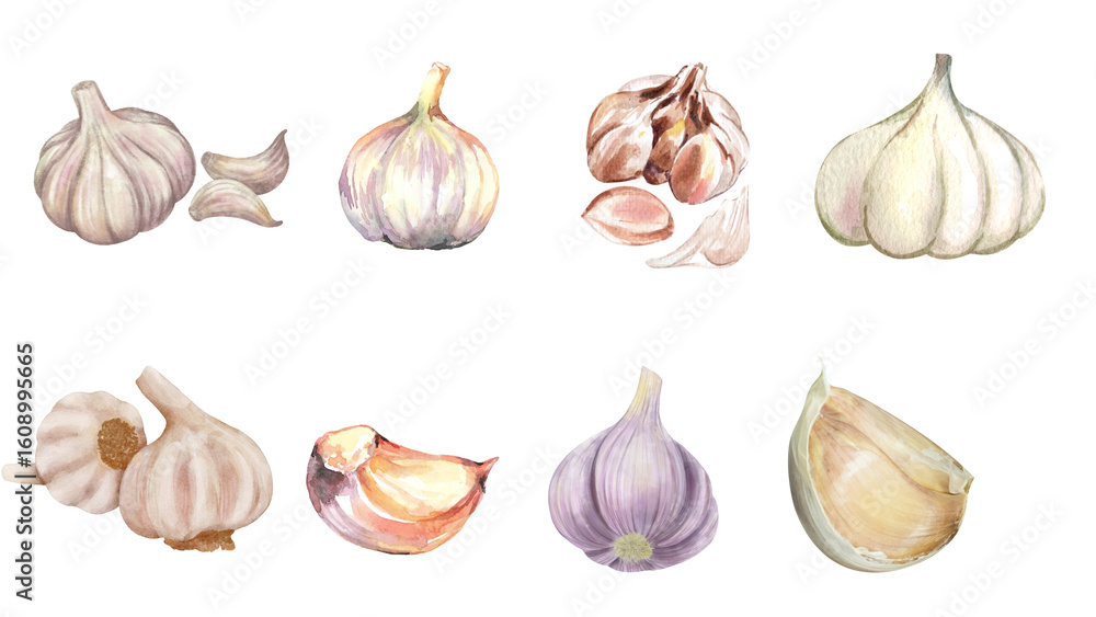 Fototapeta premium Hand-painted watercolor garlic set featuring various forms from whole heads to individual cloves for healthy food concepts.
