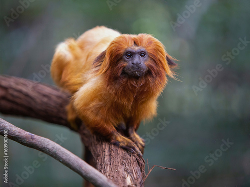 Golden Lion Tamarin on Branch