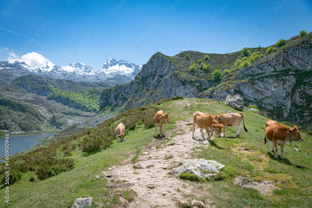 Fototapeta premium Majestic Mountain Landscape with Cows Grazing by Snow-Covered Peaks and Hills