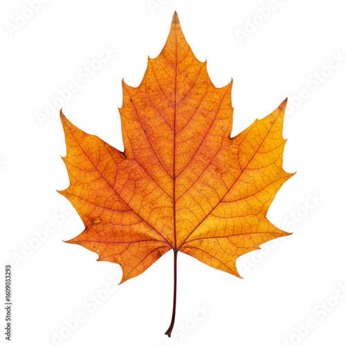 Wallpaper Mural Single autumn leaf with warm colors and crisp texture, isolated on white/transparent—perfect for elegant seasonal poster and product designs. Torontodigital.ca