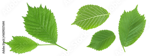 young elm leaves Isolated on white background. Top view. Flat lay