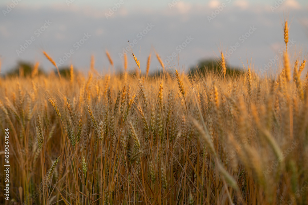 Obraz premium Golden Wheat Stalks Silhouetted Against a Warm Sunset