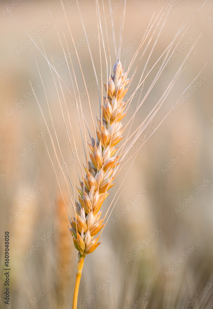 Fototapeta premium Golden Wheat Stalks Silhouetted Against a Warm Sunset