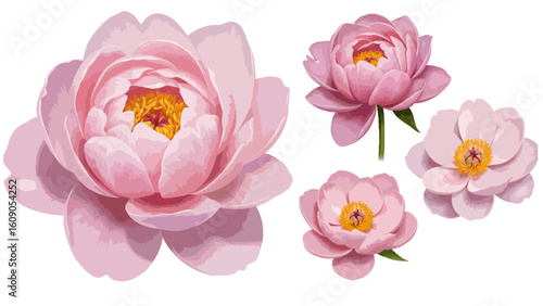 A beautiful set of hand-drawn pink peony flower illustrations isolated on a white background for botanical design.