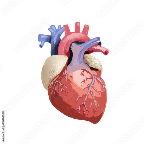 Human Heart Isometric Icon
