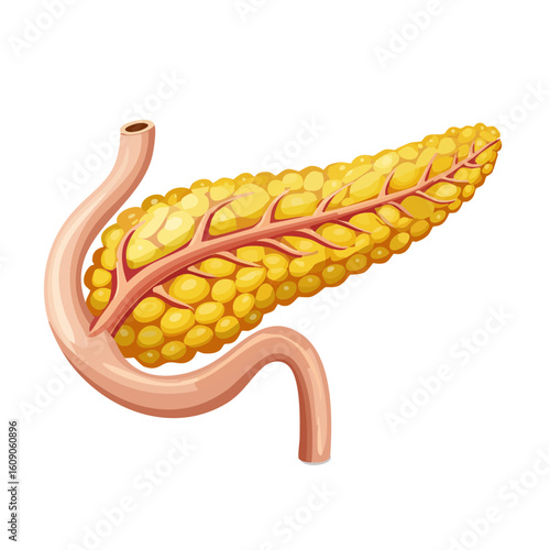 Human Pancreas Isometric Icon