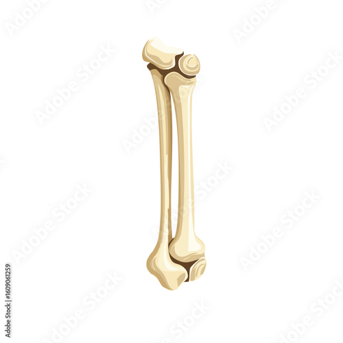 Human Tibia and Fibula Bones Isometric Icon