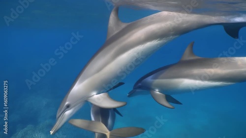 Dolphins swimming under ocean, there is a baby dolphin swimming with mother, ultra realistic, Generative AI