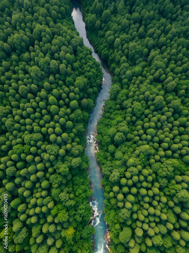 River and green forest in Tuchola natural park, aerial view
