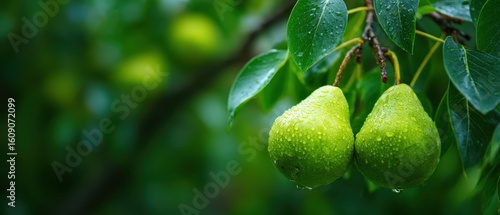 Wallpaper Mural The vibrant green pears glistening with raindrops on the tree branch. Torontodigital.ca