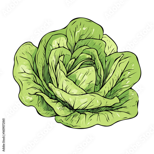 Simple hand-drawn green Lettuce.. Trendy abstract minimal style. Natural fresh. Vector illustration isolated on white background, vector illustration,  EPS format