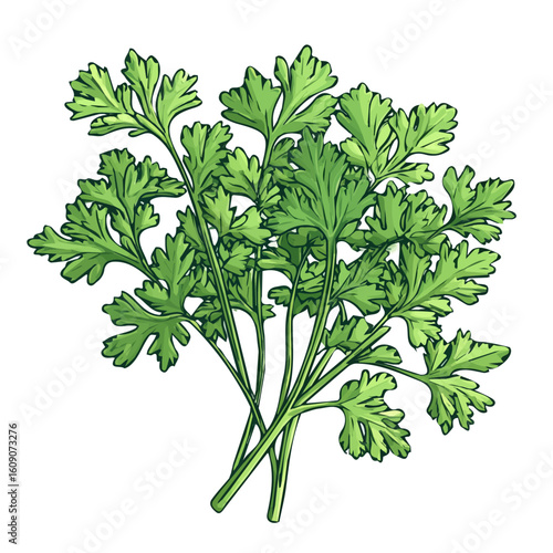 Simple hand-drawn, green  Coriander. Trendy abstract minimal style. Natural fresh. Vector illustration isolated on white background, vector illustration,  EPS format
