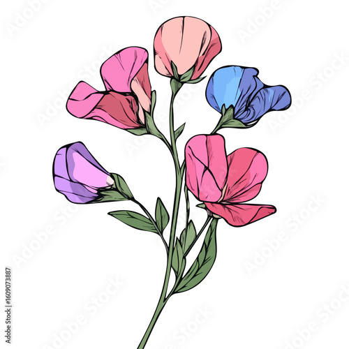 Hand-drawn painting of a colorful Sweet Pea flower. Trendy abstract minimal style. Natural fresh. Vector illustration isolated on white background, vector illustration, Eps format