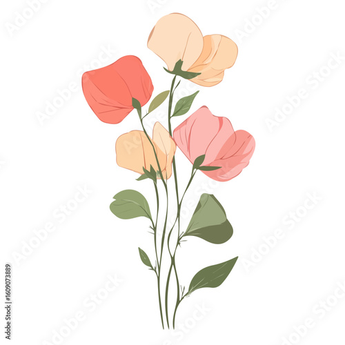 Hand-drawn painting of a pink Sweet Pea flower branches. Trendy abstract minimal style. Natural fresh. Vector illustration isolated on white background, vector illustration, Eps format