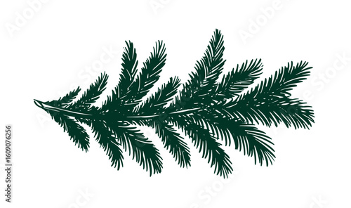 Christmas tree branch hand drawn on white	

