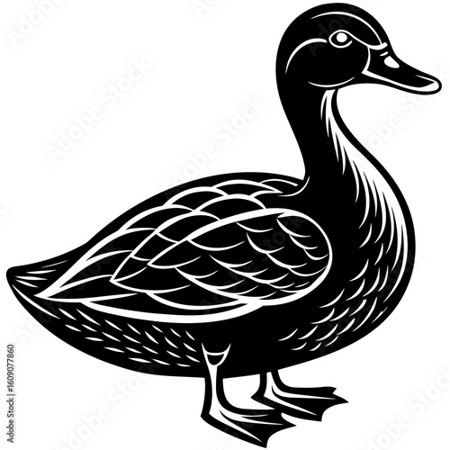 Cute Wild Duck Swimming in Pond Water Closeup Nature Scene