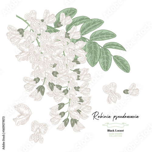 Hand drawn white acacia flowers, Robinia pseudoacacia tree. Vector illustration botanical.