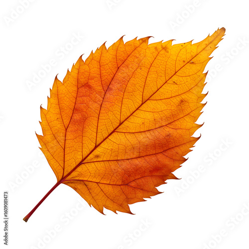 Single autumn leaf with warm colors and crisp texture, isolated on white/transparent background —perfect for elegant seasonal poster and product designs.