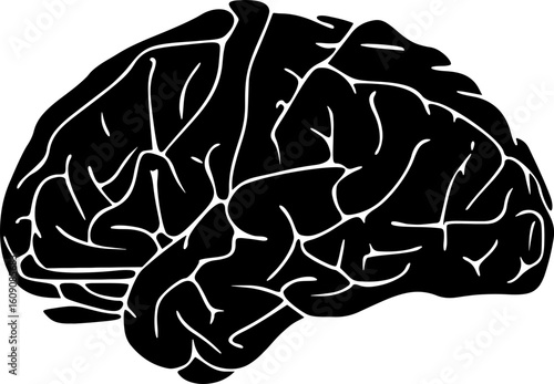 human brain anatomy