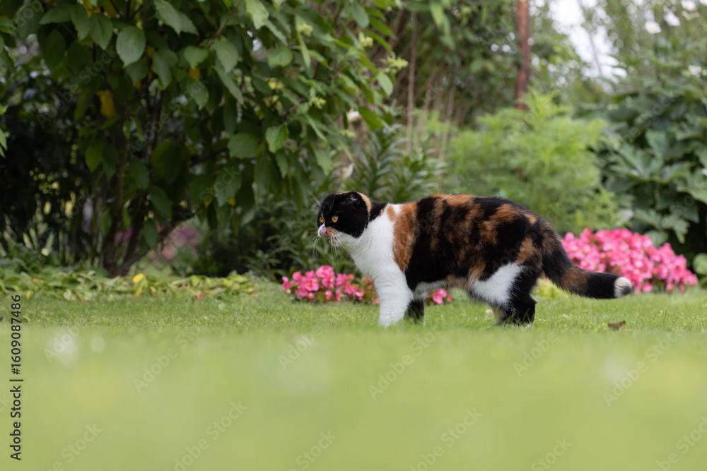 Fototapeta premium Scottish fold Cat Walking Gracefully on Green Grass in a Peaceful Garden
