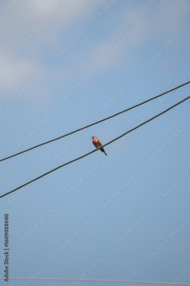 Colorful bird on double wire against a soft cloudy sky Colorful bird on double wire against a soft cloudy sky