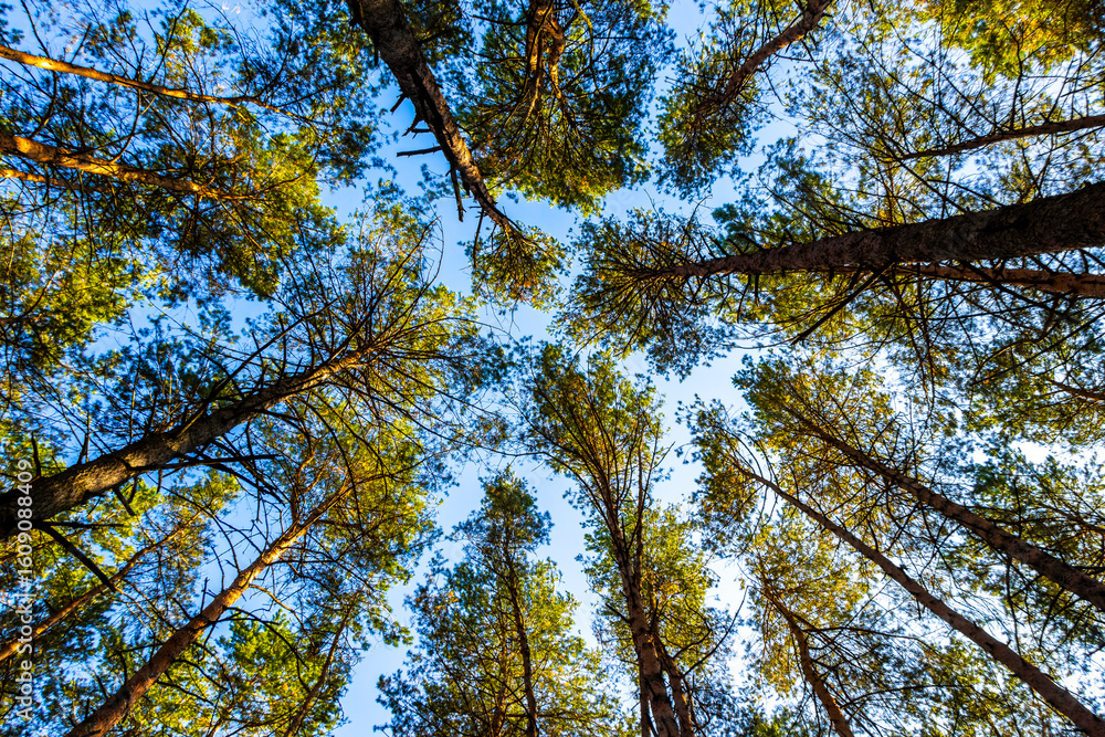 Obraz premium Forest with old large pine spruce and fir trees Belarus.