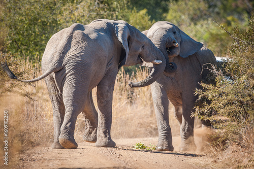 Sticker Two young male african elephants (Loxodonta africana) wrestling with each other