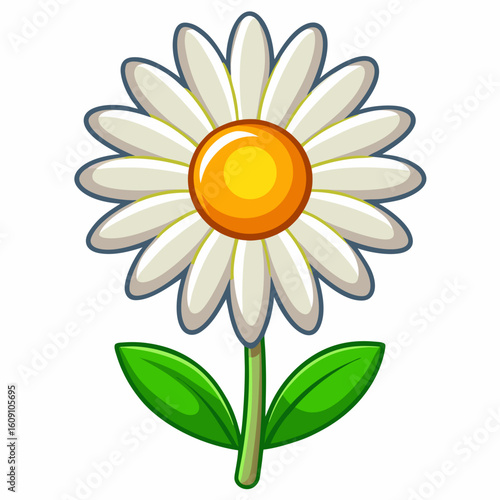 camomile flower isolated on white